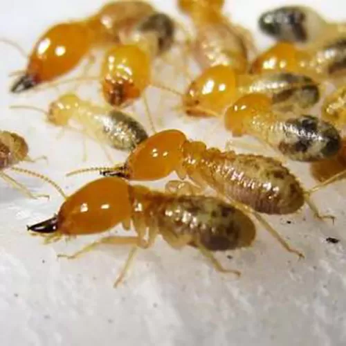 Phòng chống - Diệt mối tận gốc